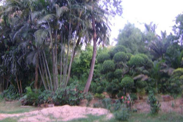 Sabujban Resort Plants